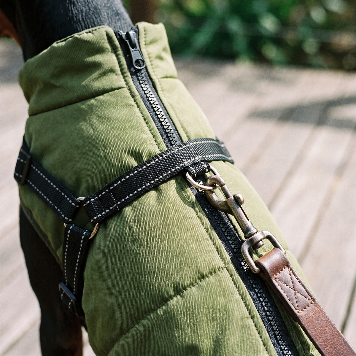 Close view of the built in harness with a lead clipped on
